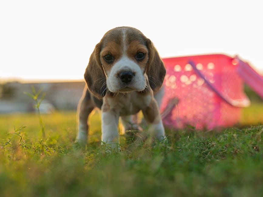 Understanding Beagle Temperament: What to Expect from Your New Puppy